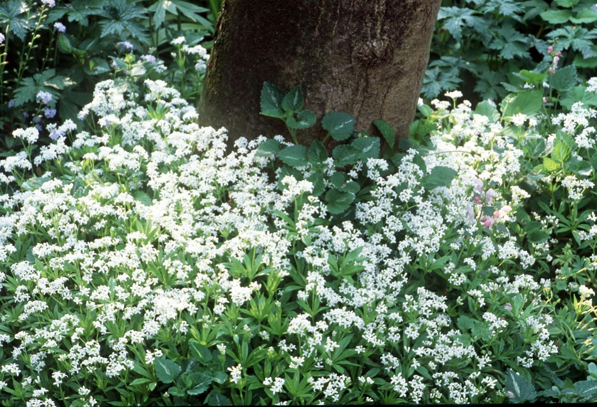 waldmeister mit blüten zu alt