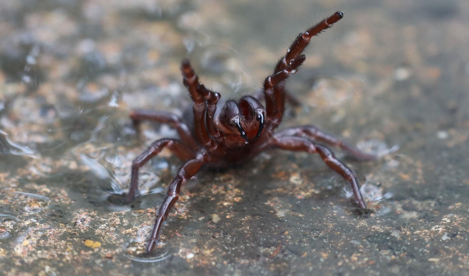 Trichternetzspinne