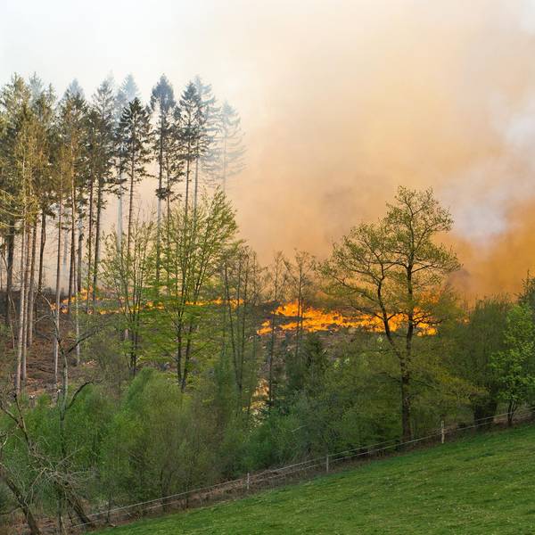 Waldbrand008