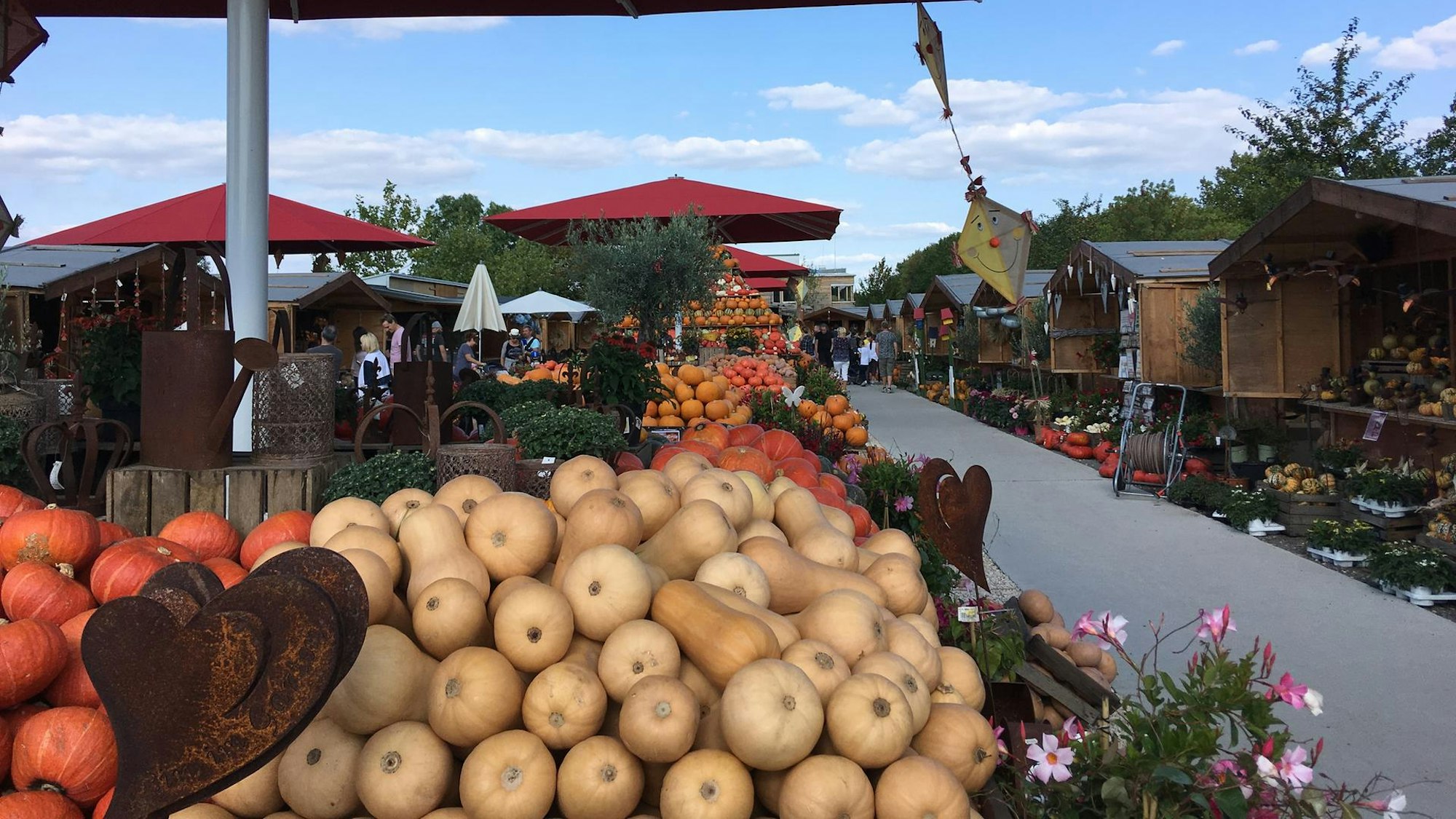 Kürbisse auf Ständen beim Kürbismarkt auf dem Gertudenhof.