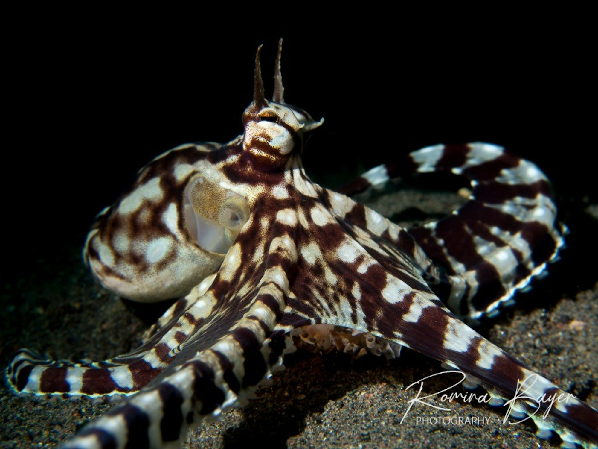 2 kaffee Tintenfisch, foto Romina Bayer