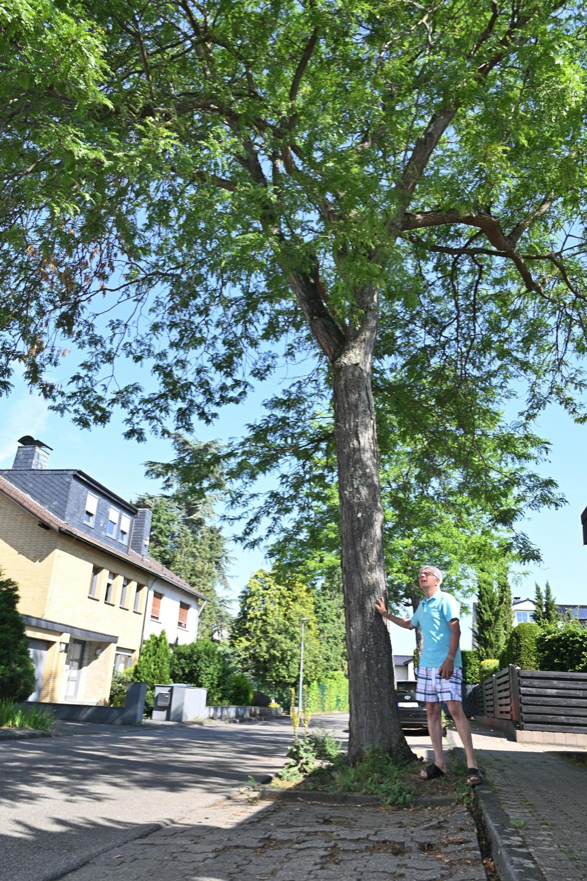 Gleditschie_002