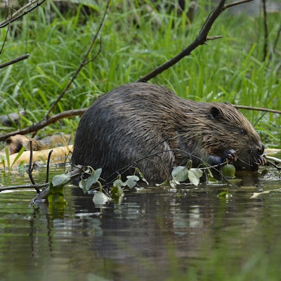 Biber_Heinrich_Pützler_02_10x15