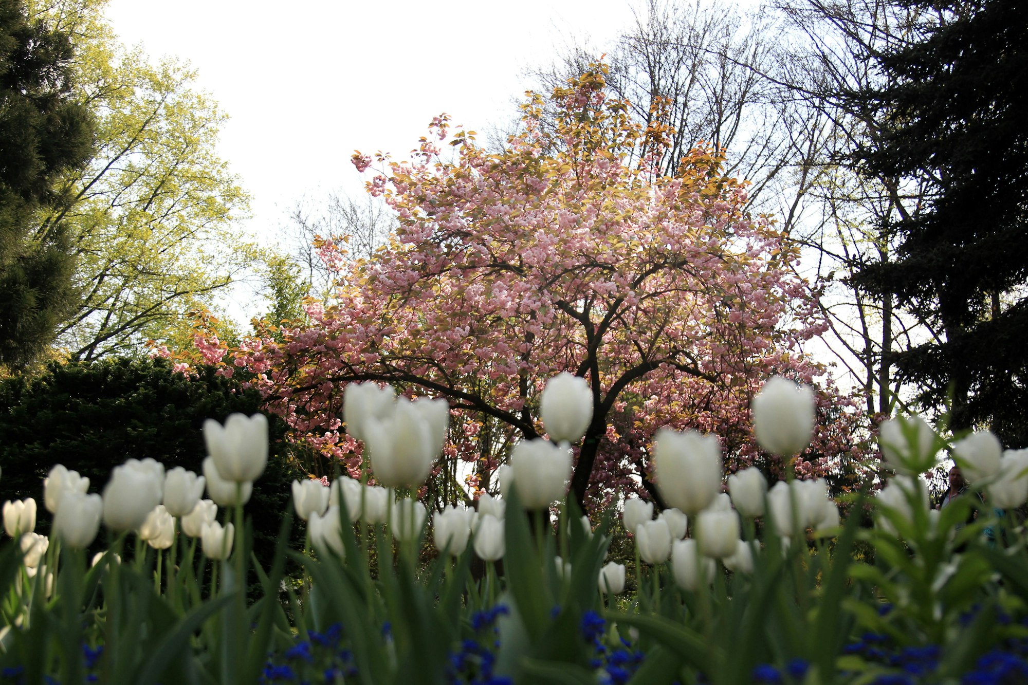 MDS-KSTA-2015-04-29-20150422max-japgarten15