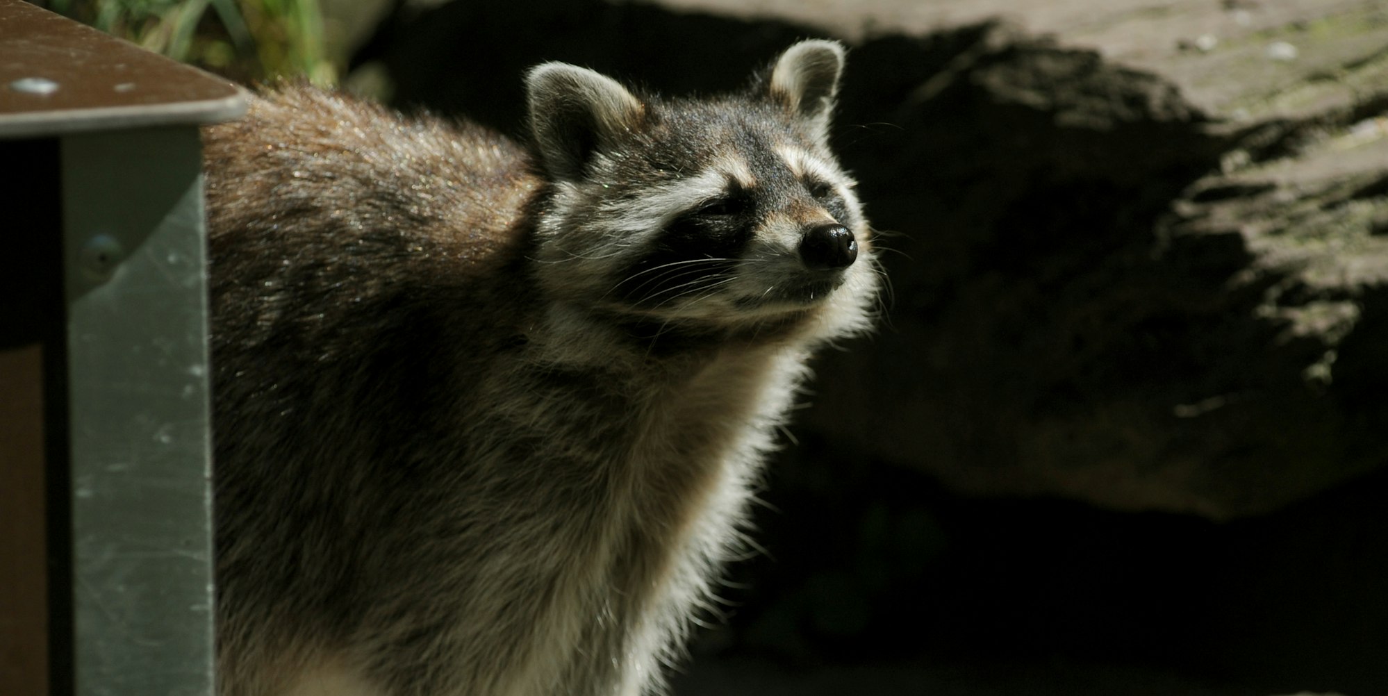 070816Waschbär-Aus-Zoo09