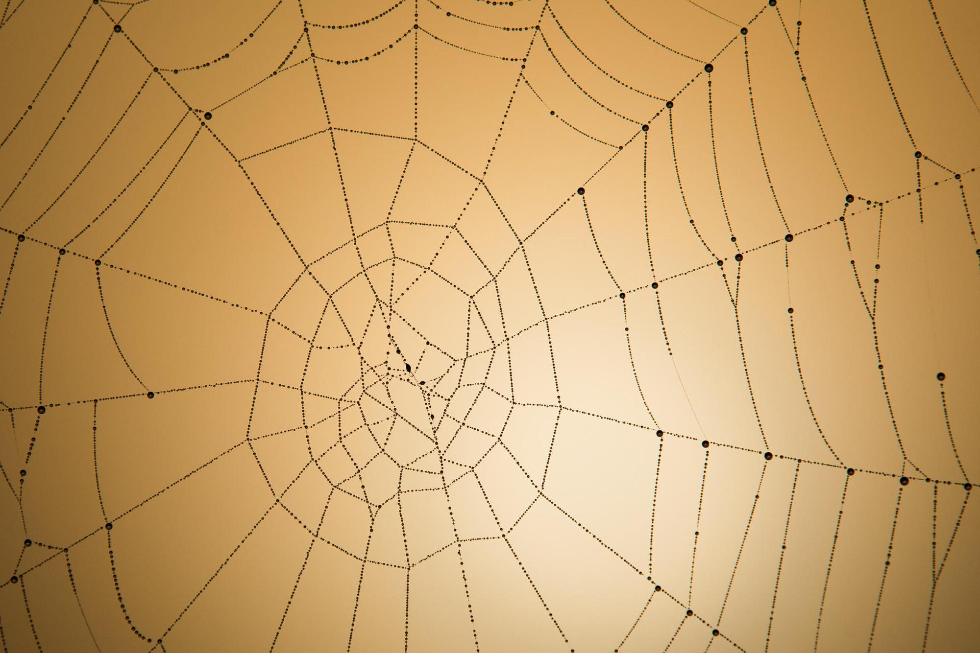 spinnennetz 1
