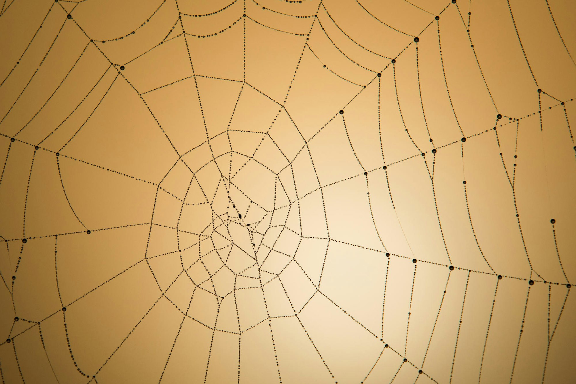 spinnennetz 1