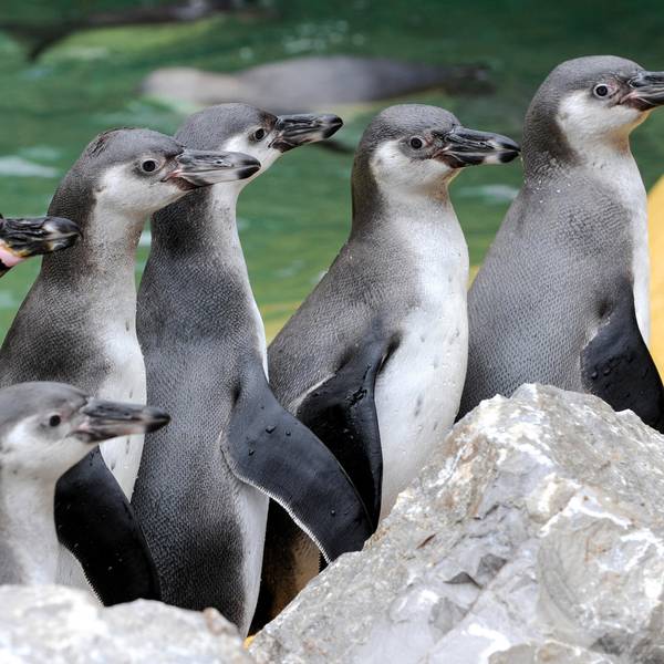 Pinguine Symbol 190320