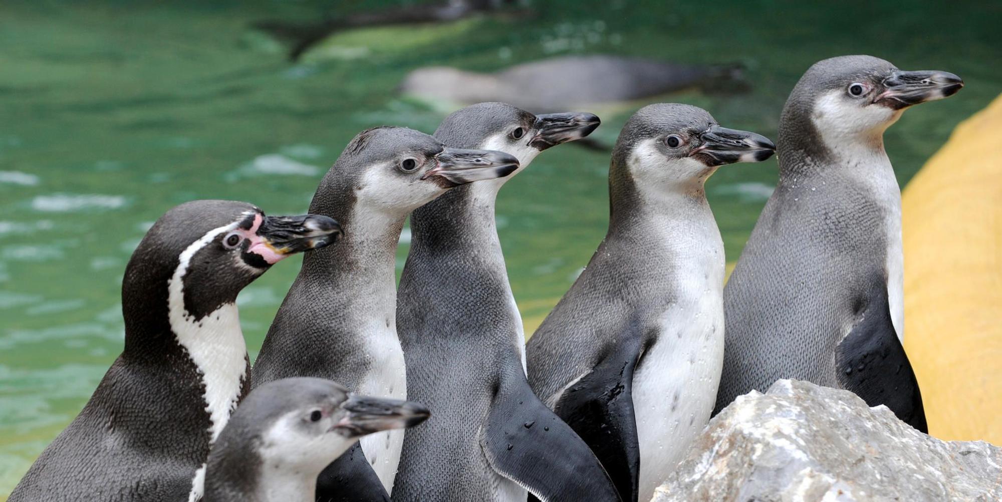 Pinguine Symbol 190320