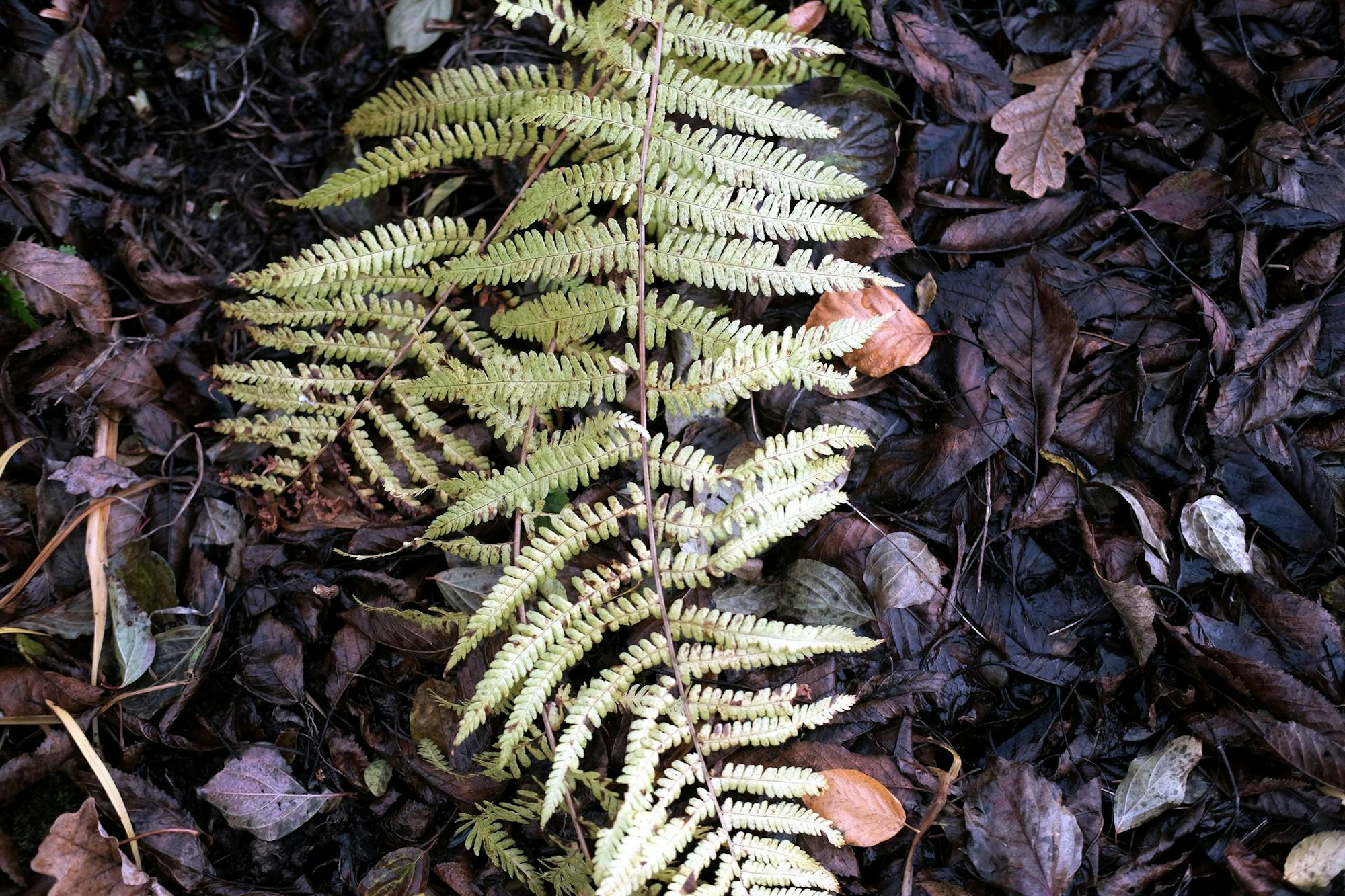 20191128max-garten13