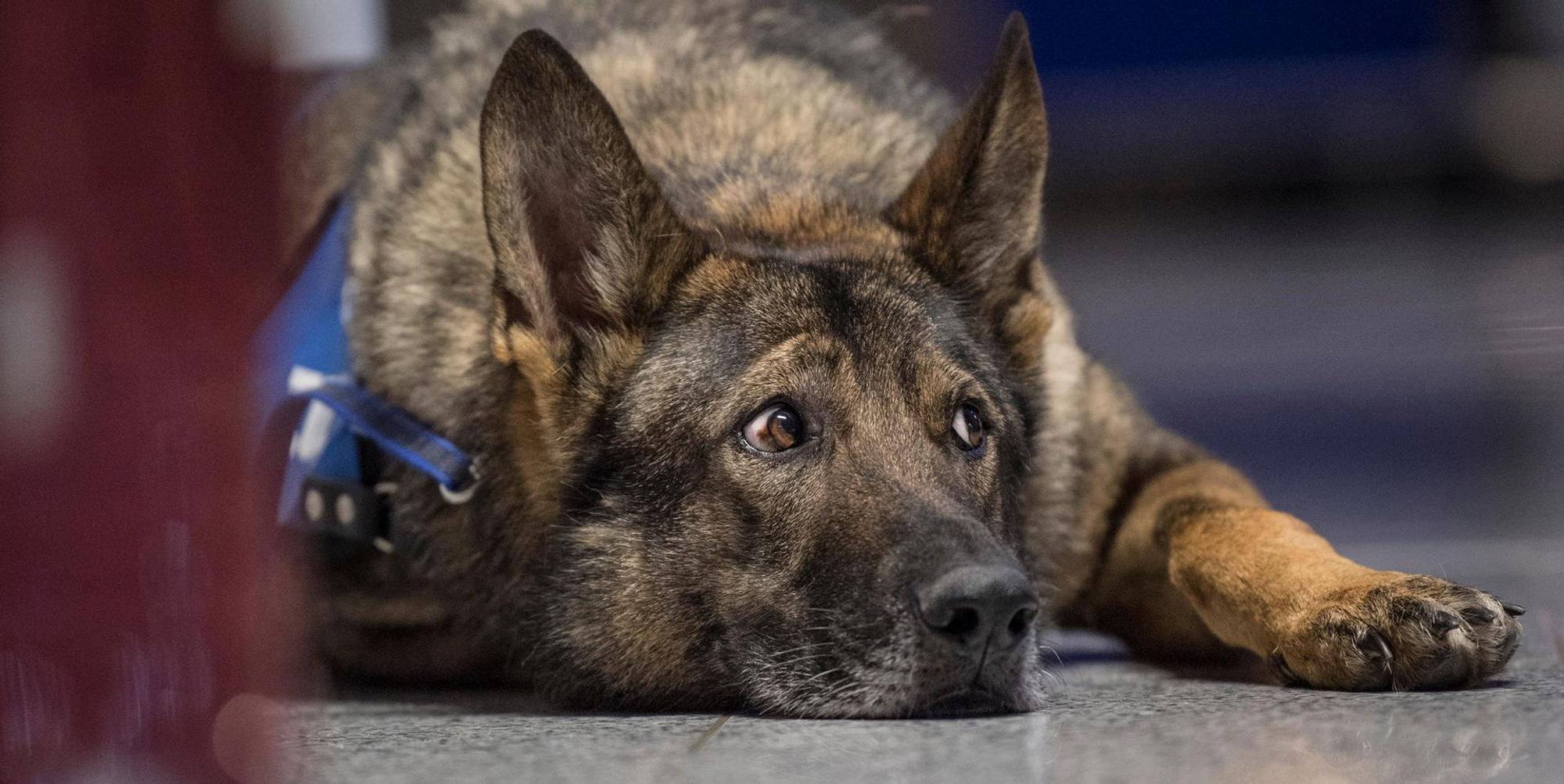 Schäferhund