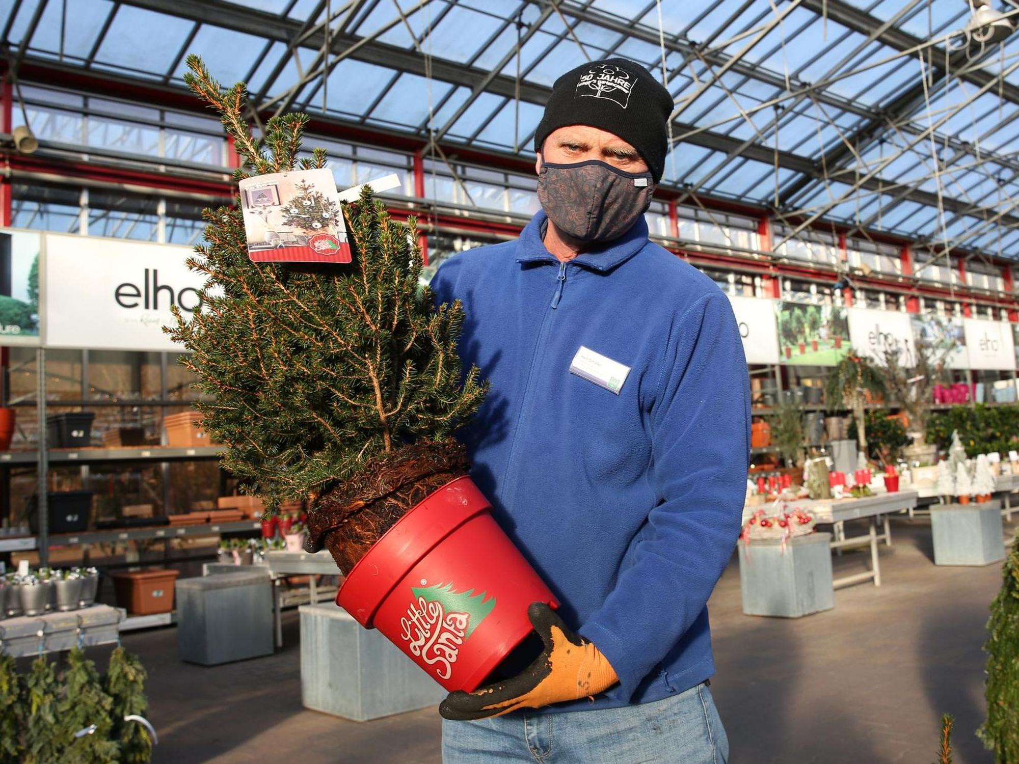 Weihnachtsbaum im Topf