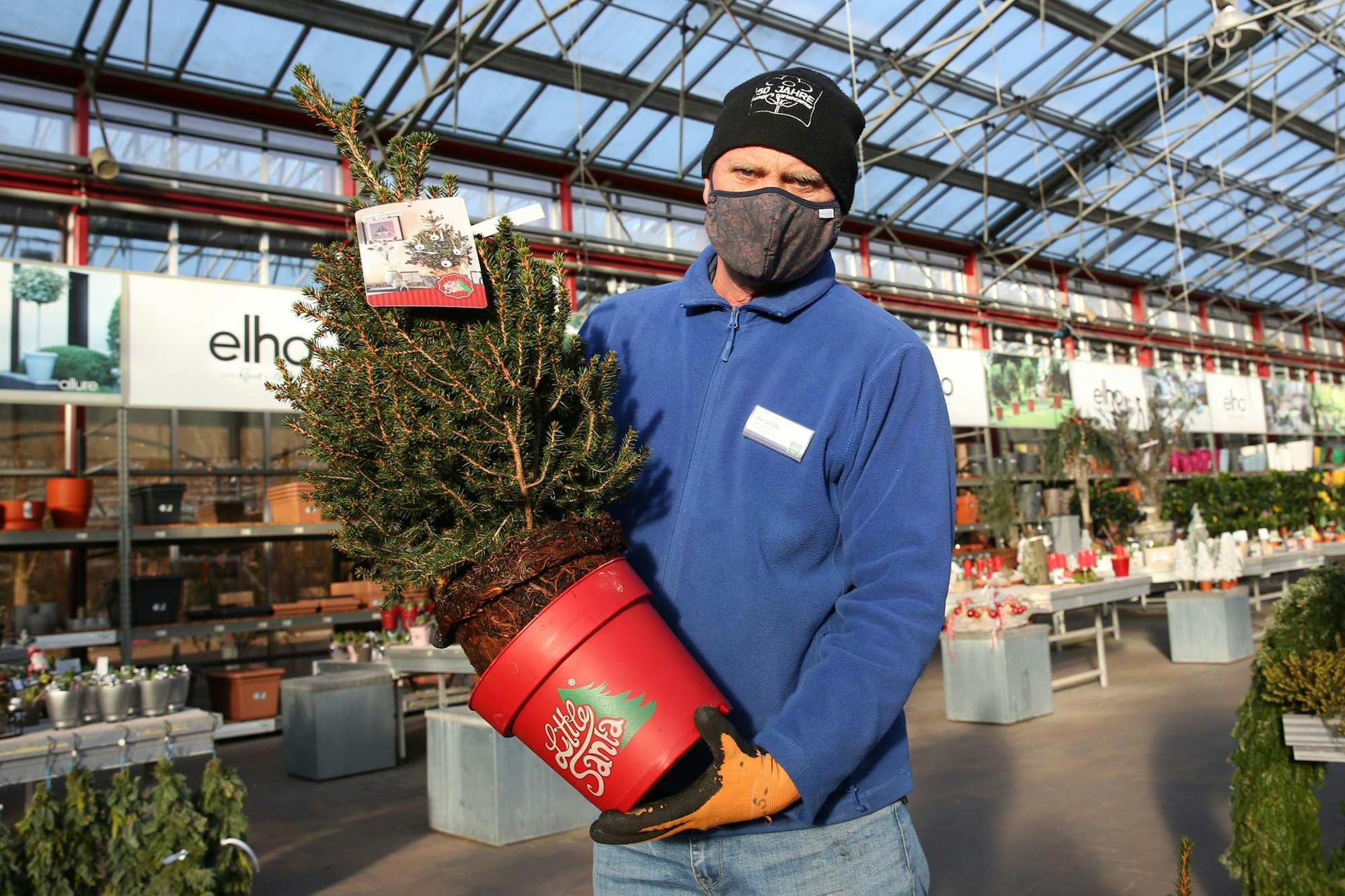 Weihnachtsbaum im Topf