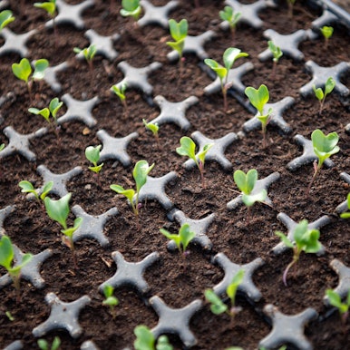 Pflanzen Symbolfoto 180222