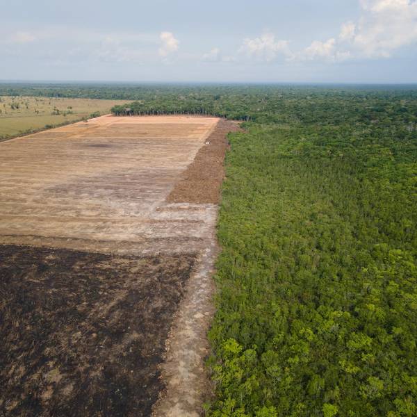 Gerodete Fläche im Amazonas-Regenwald aus der Luft.