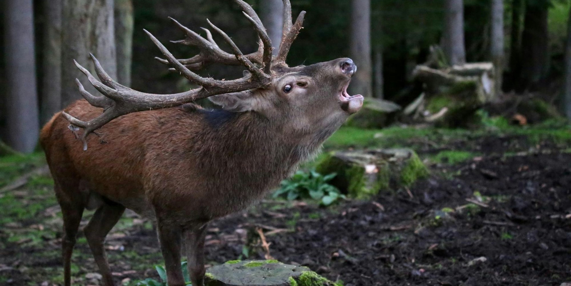 Hirsch symbol hellenthal gehege