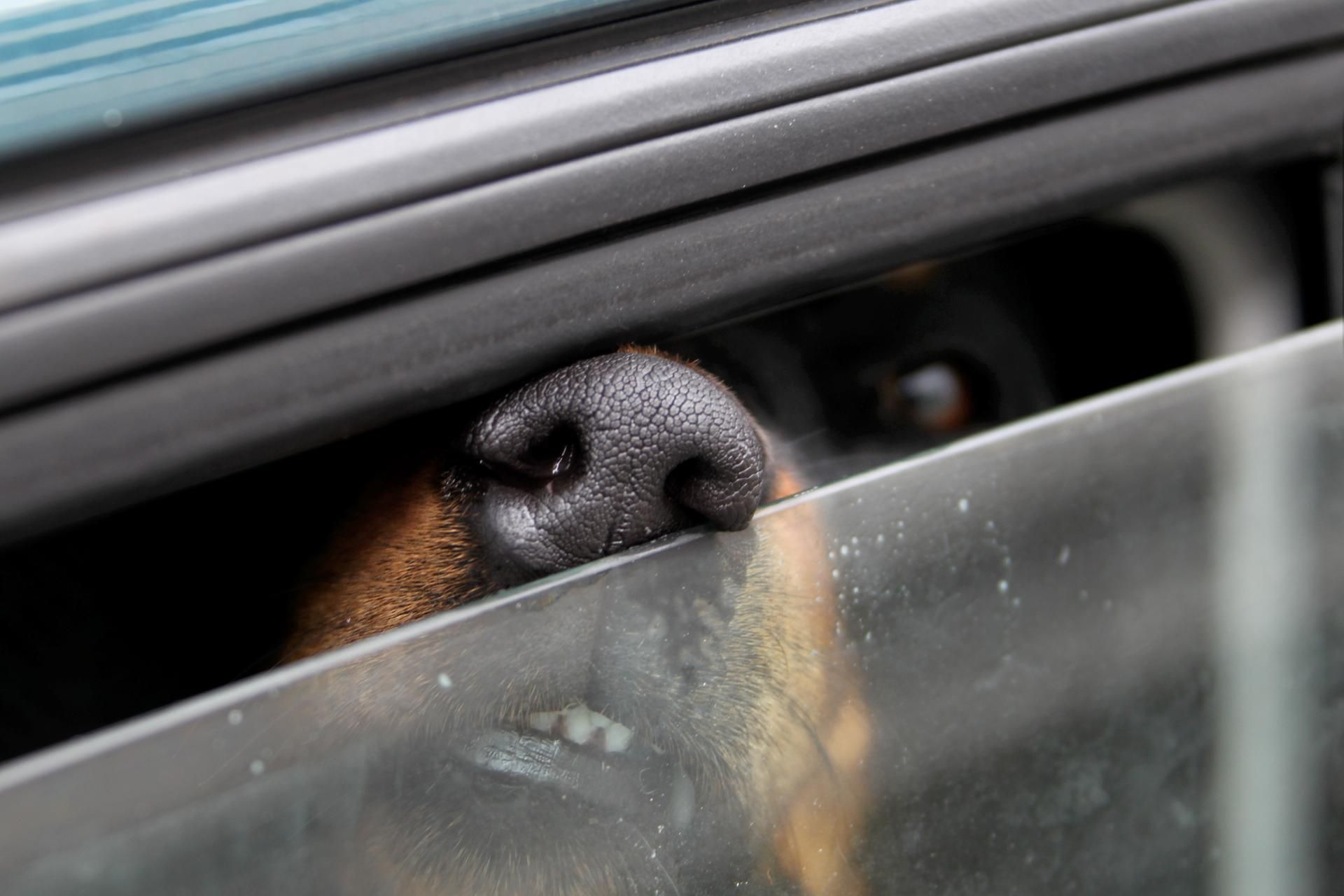 Hund in Auto Symbolbild