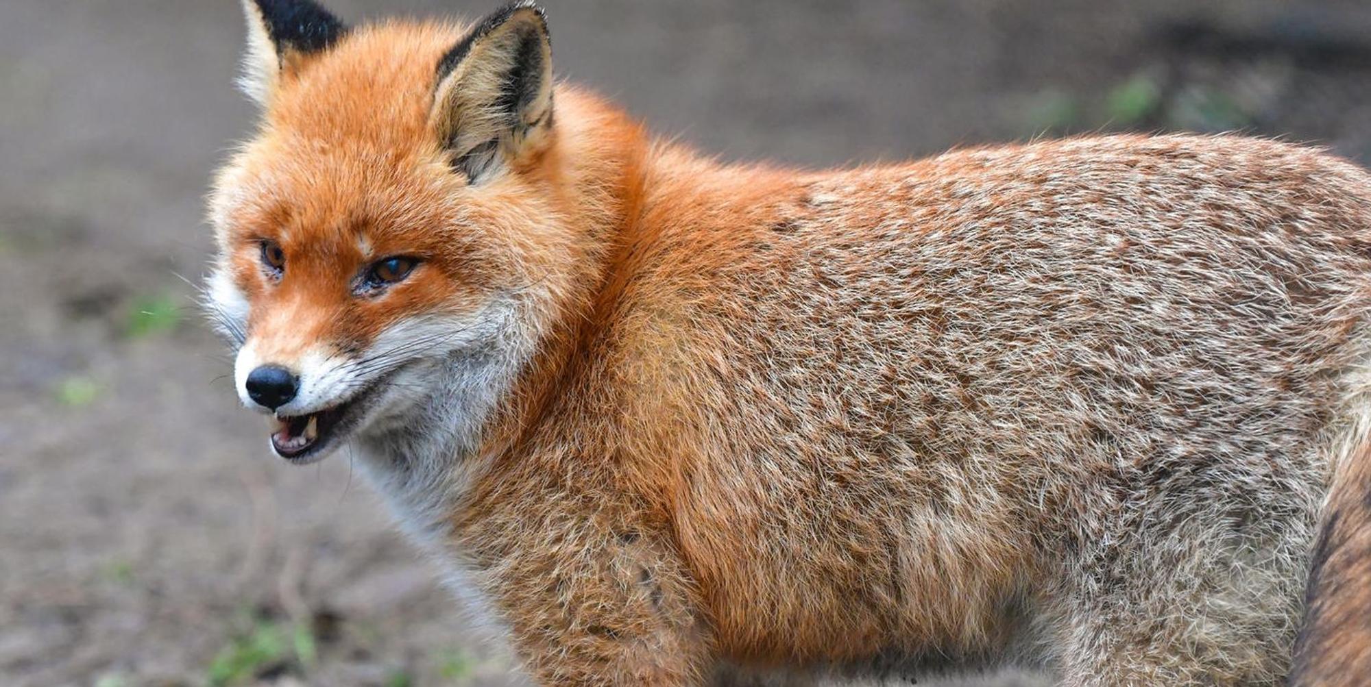 fuchs-wald