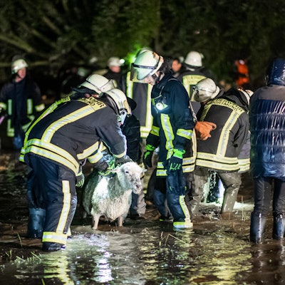 Dortmund Schafe dpa neu