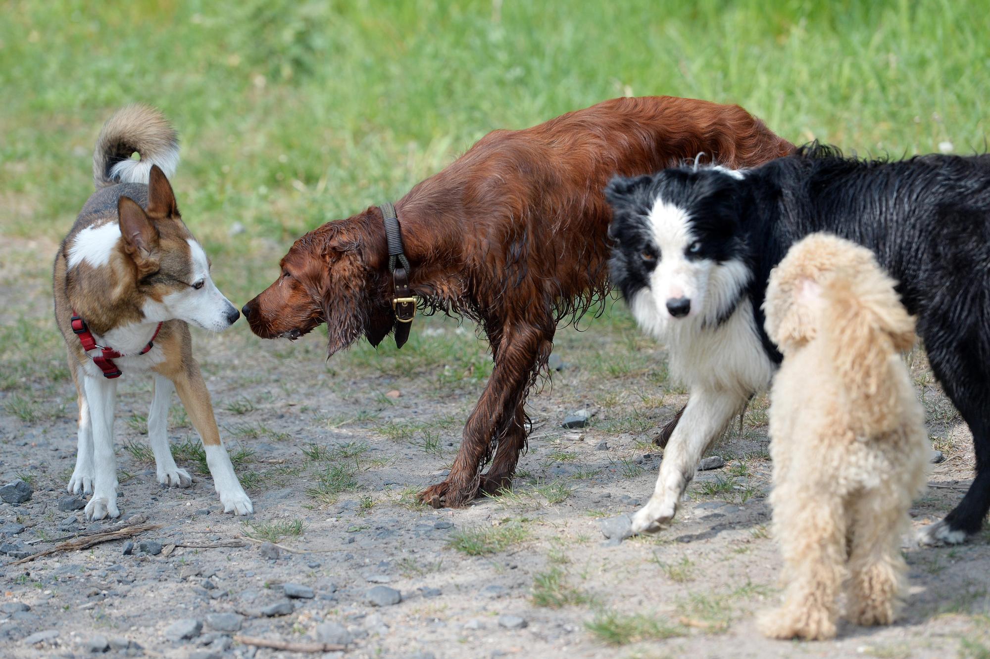 hunde_dpa