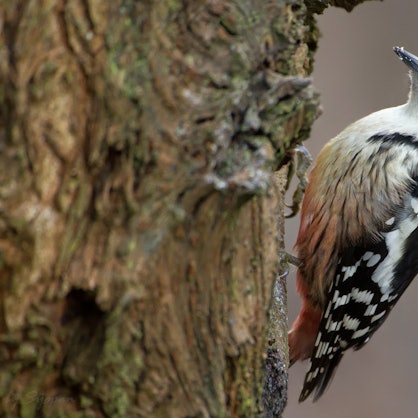 Mittelspecht_Leiopicus medius_Norbert Wolf