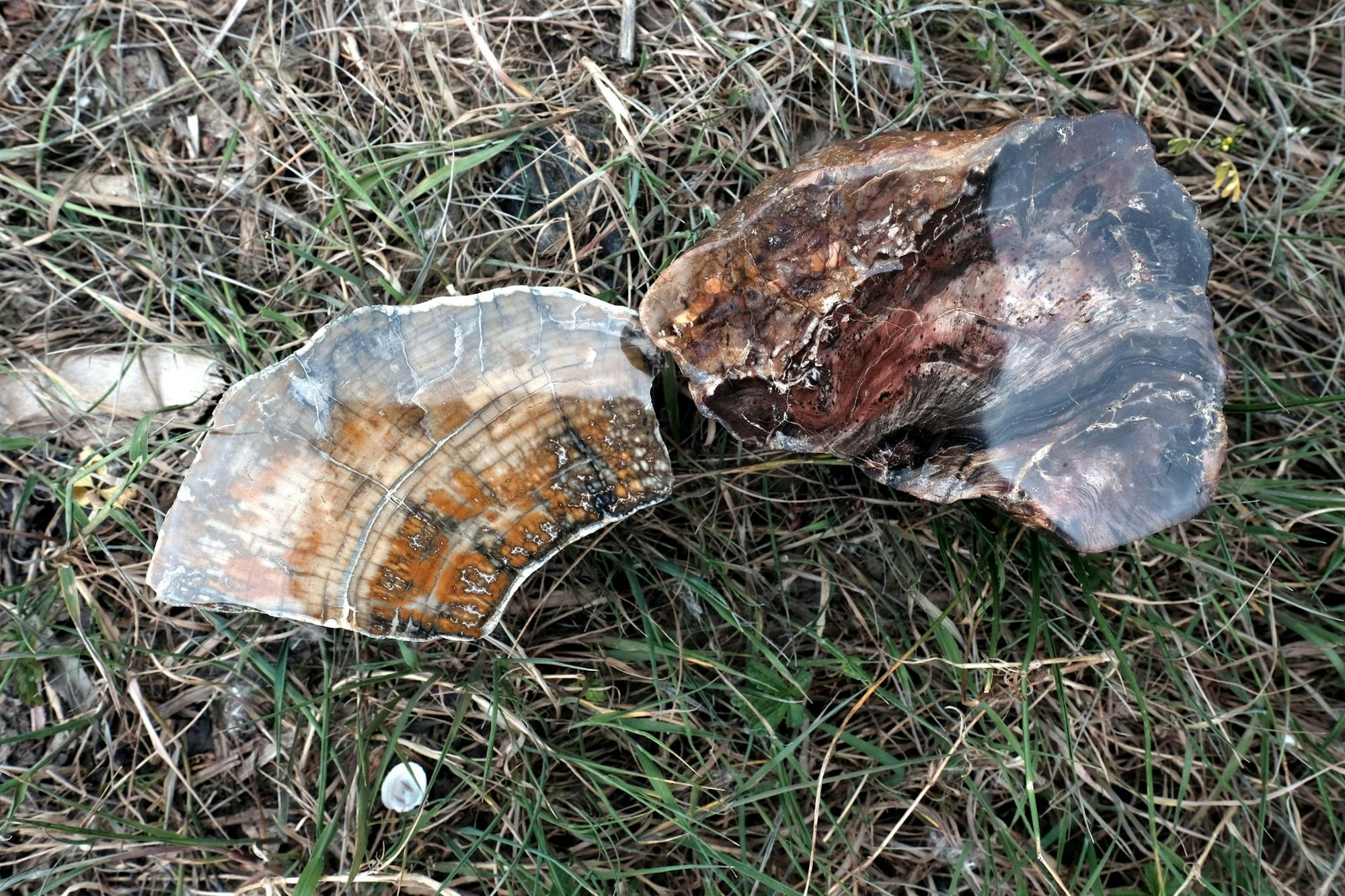 Gold waschen Rhein20200525-Max-sommerserie-15