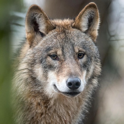 dpa-wolf