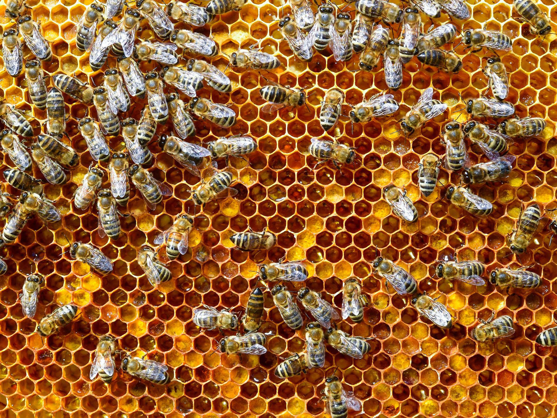 Bienenwabe