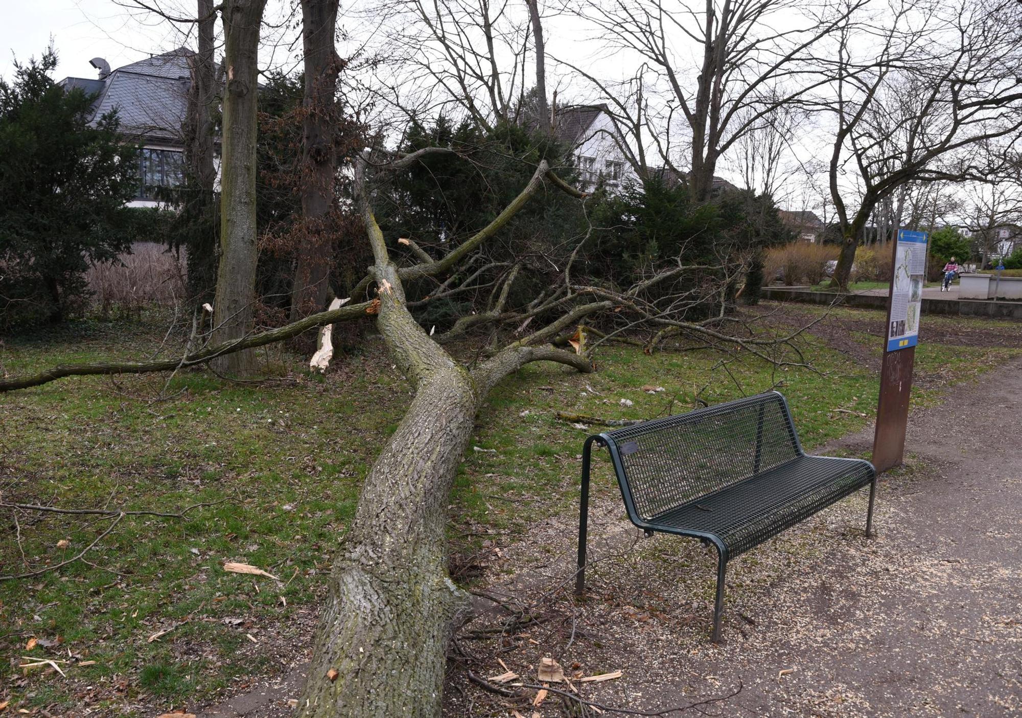 Sturm Zeynep Baum Lindenthal
