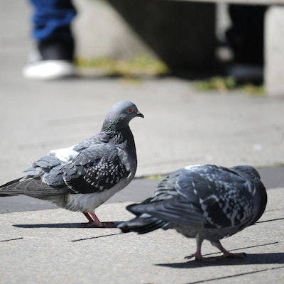 le-tierheim-tauben_(2)