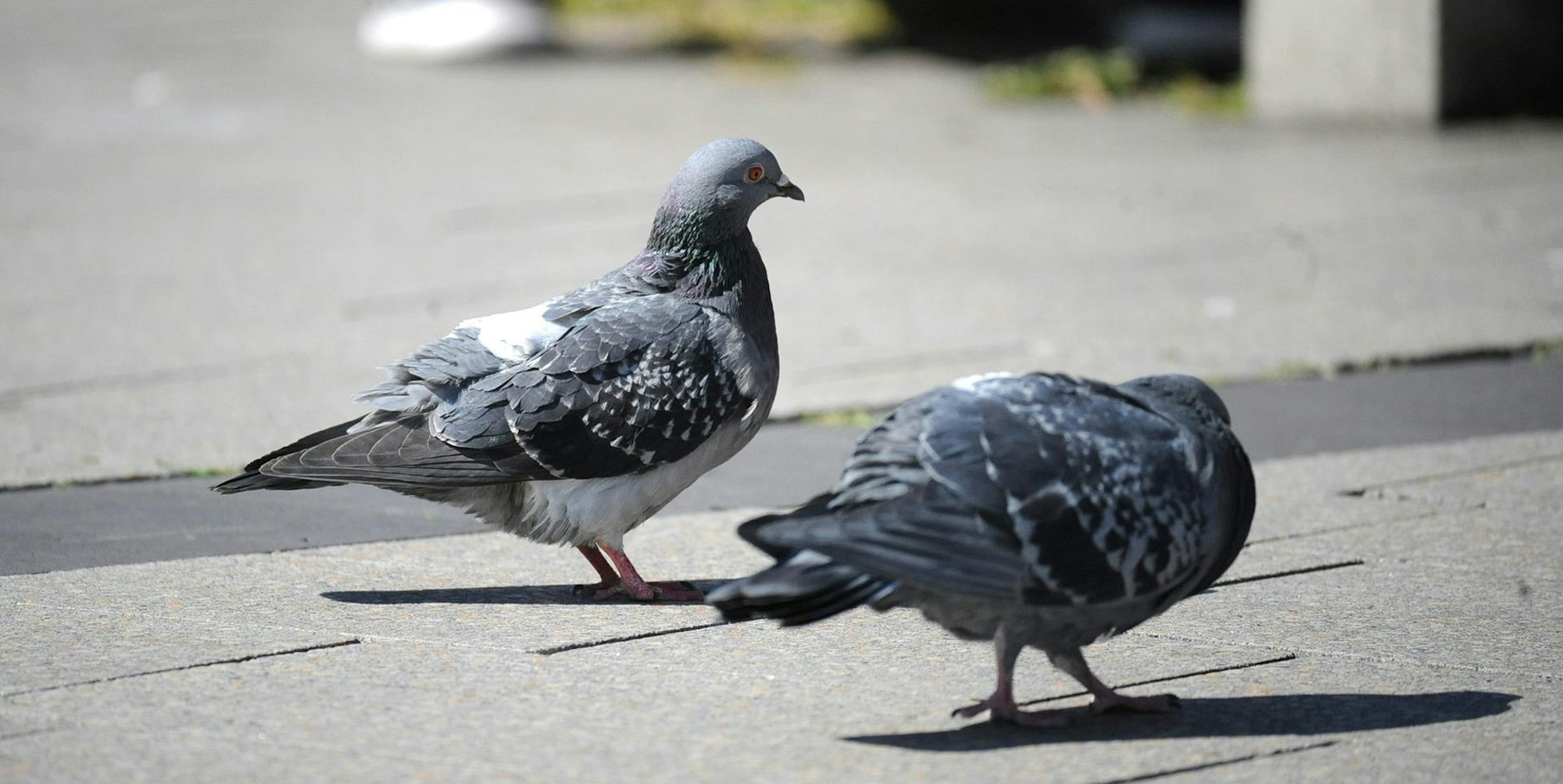 le-tierheim-tauben_(2)