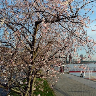 Frühling Reiche 03032017