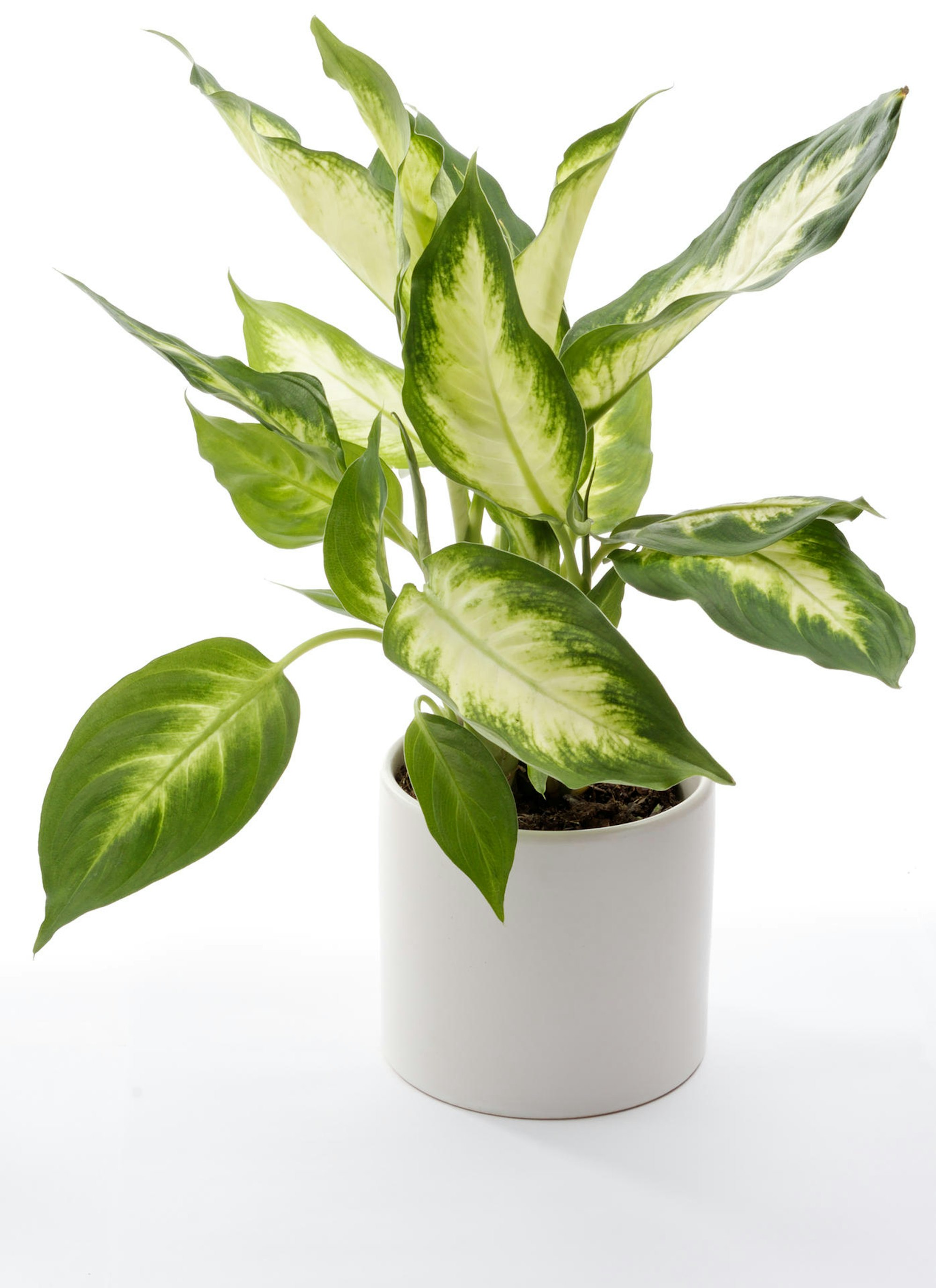 Dieffenbachie-Thinkstock vspn24