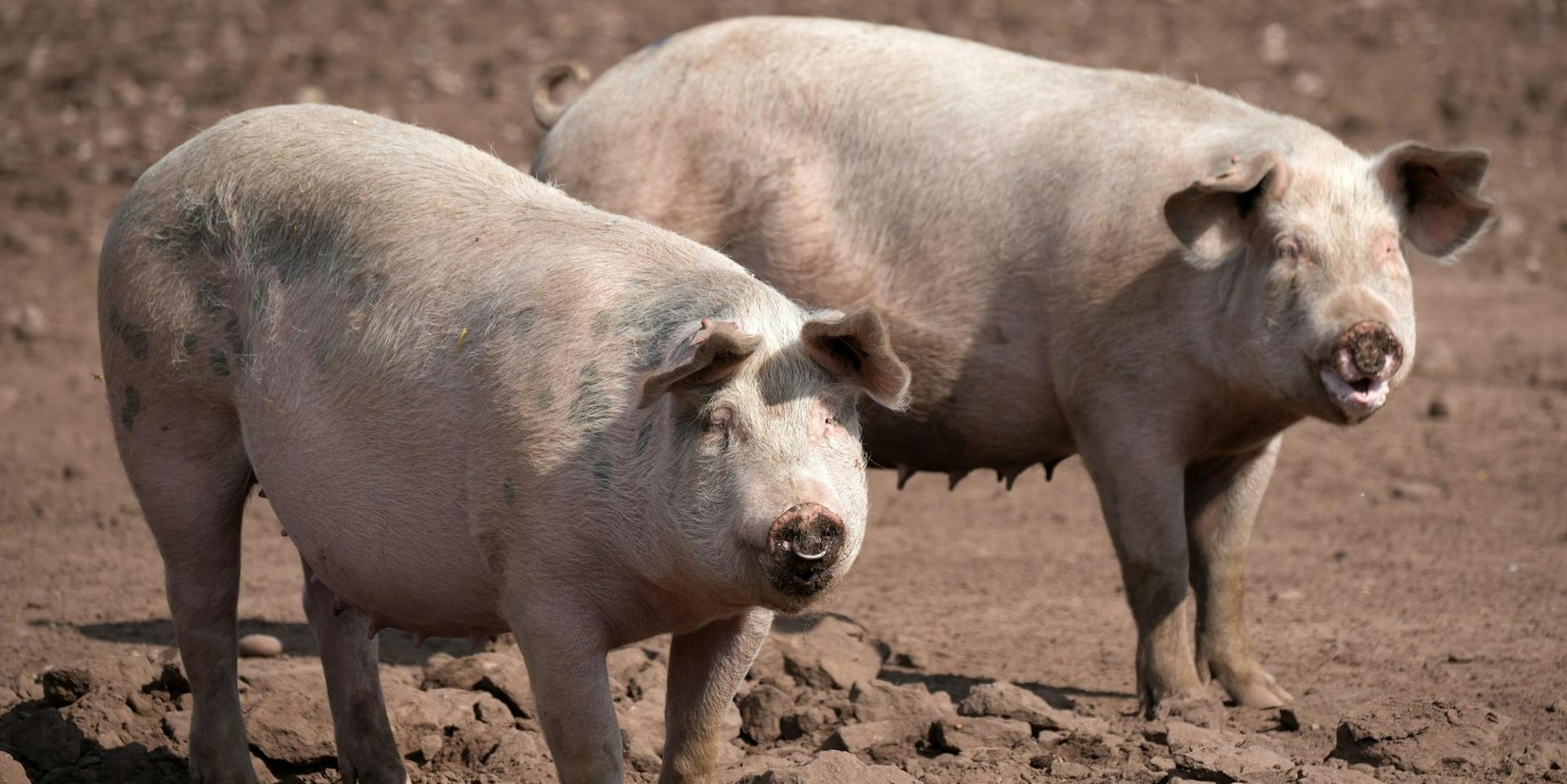 SChweine GI neu