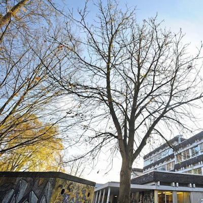 wu-leichlingen-stadtbaeume_(3)