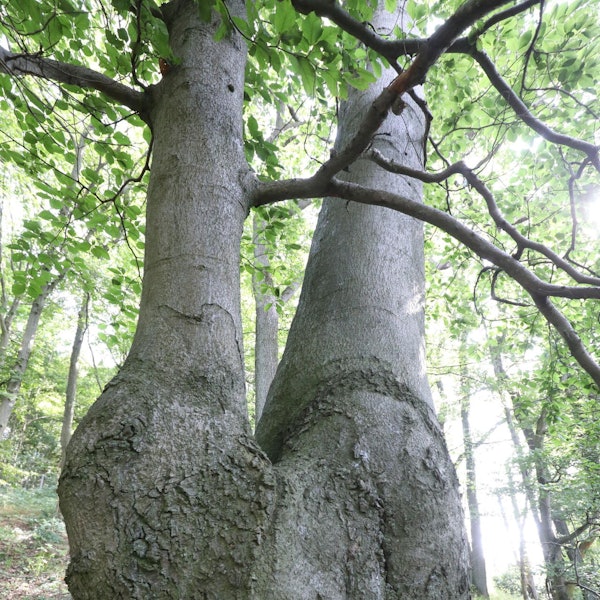 vorstellung_forschungsprojekt_ramholz_petersberg_2