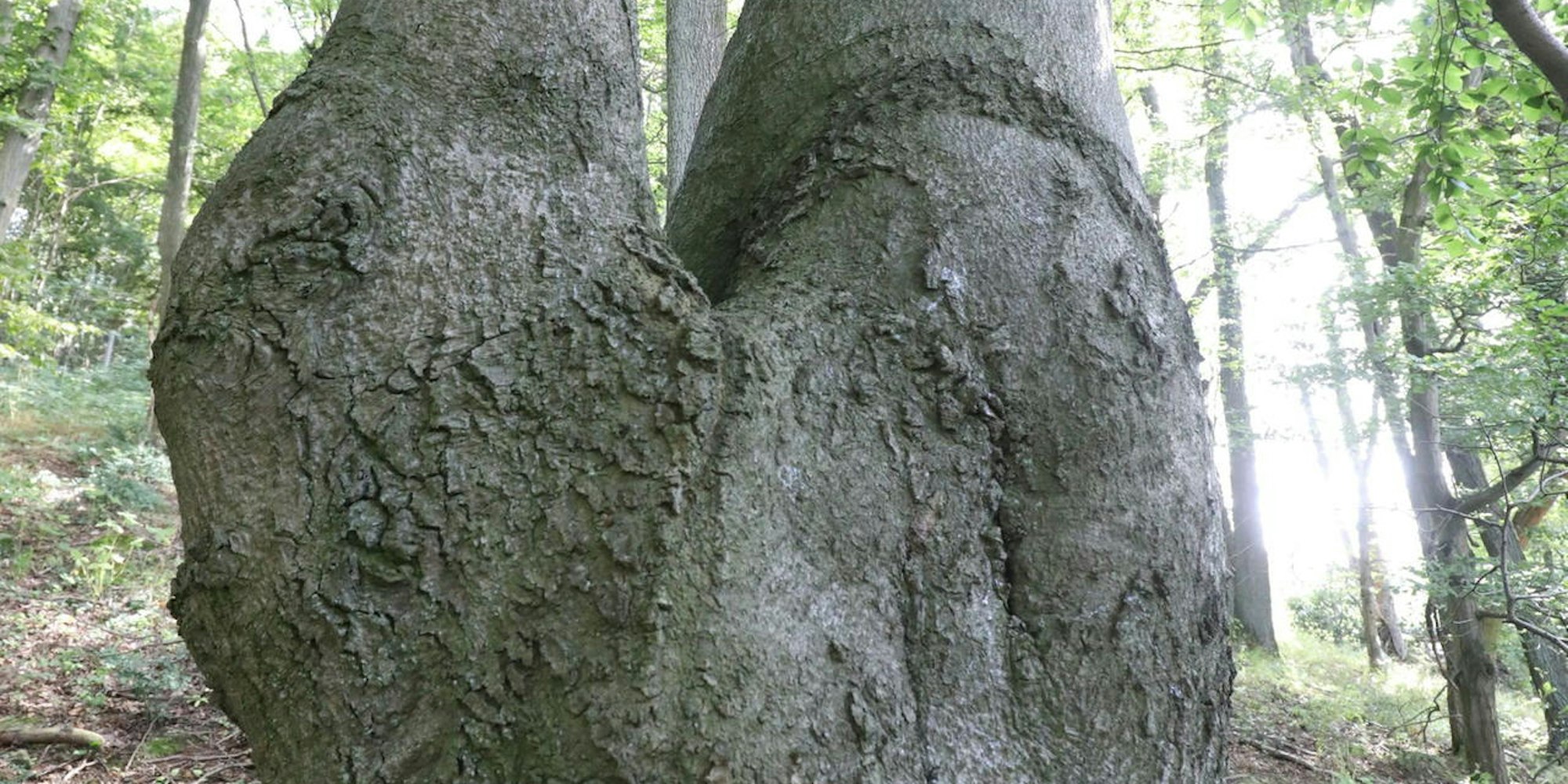 vorstellung_forschungsprojekt_ramholz_petersberg_2