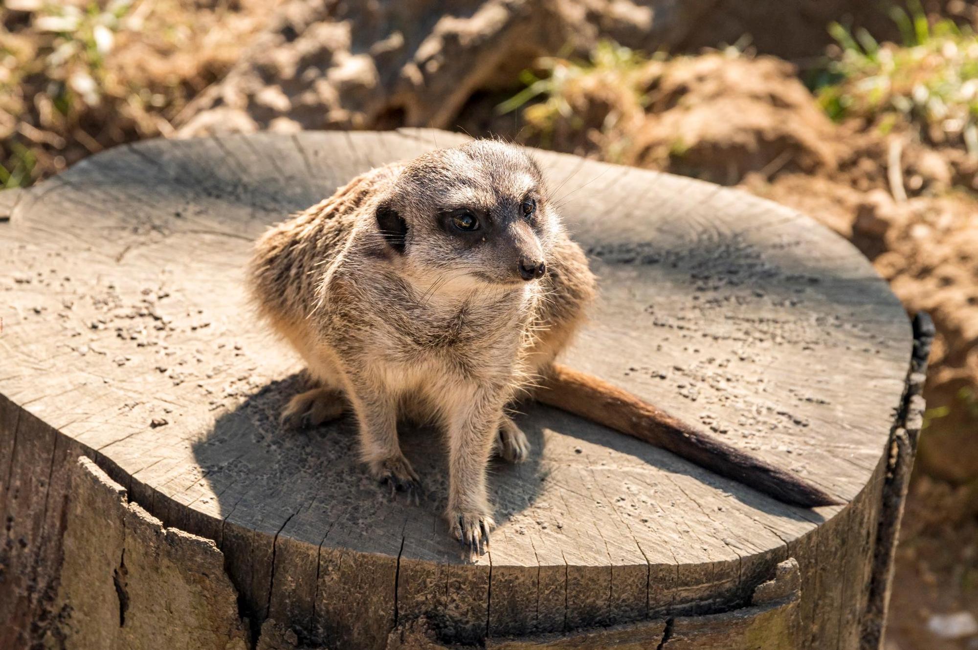 Erdmännchen Zoo Köln