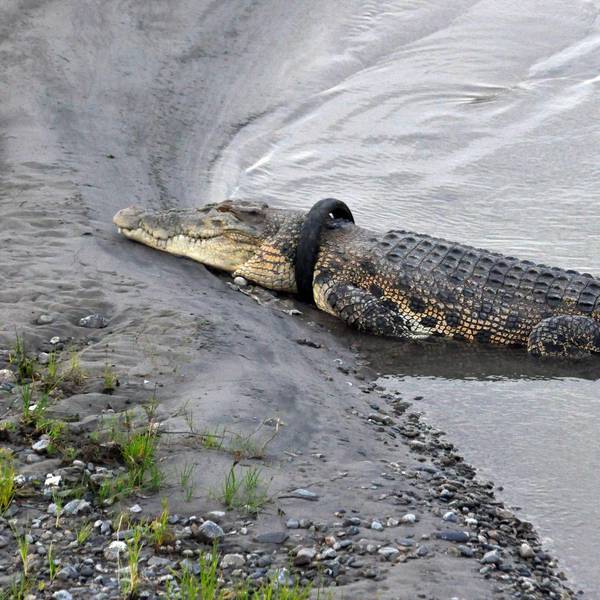 Krokodil Reifen