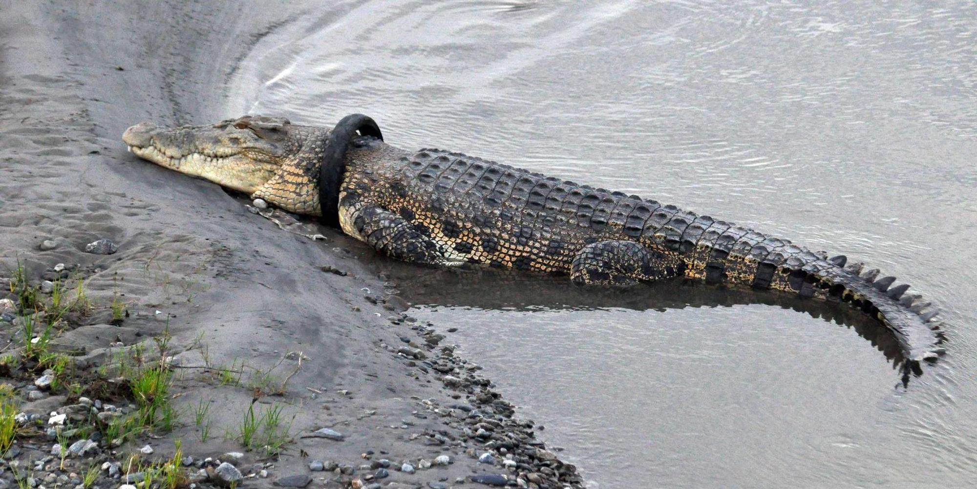 Krokodil Reifen