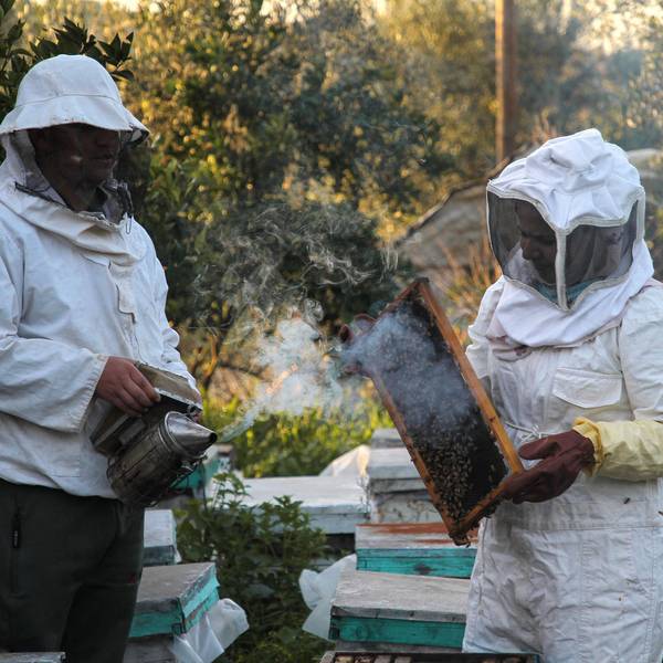 Bienen Imker