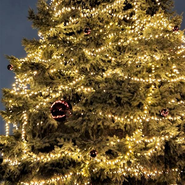 sues Baum 1a