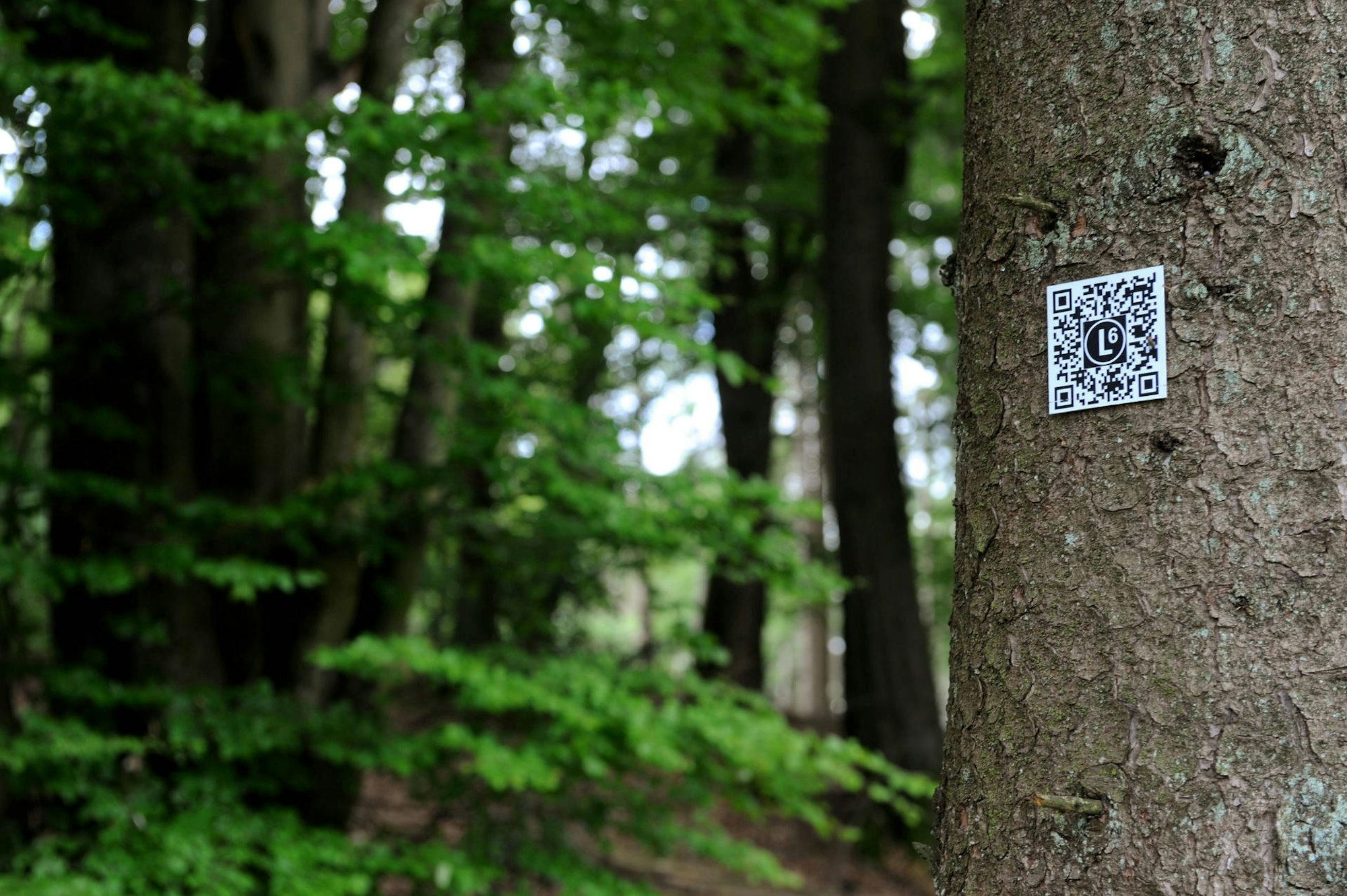 290519Rheinland-Lutherweg09