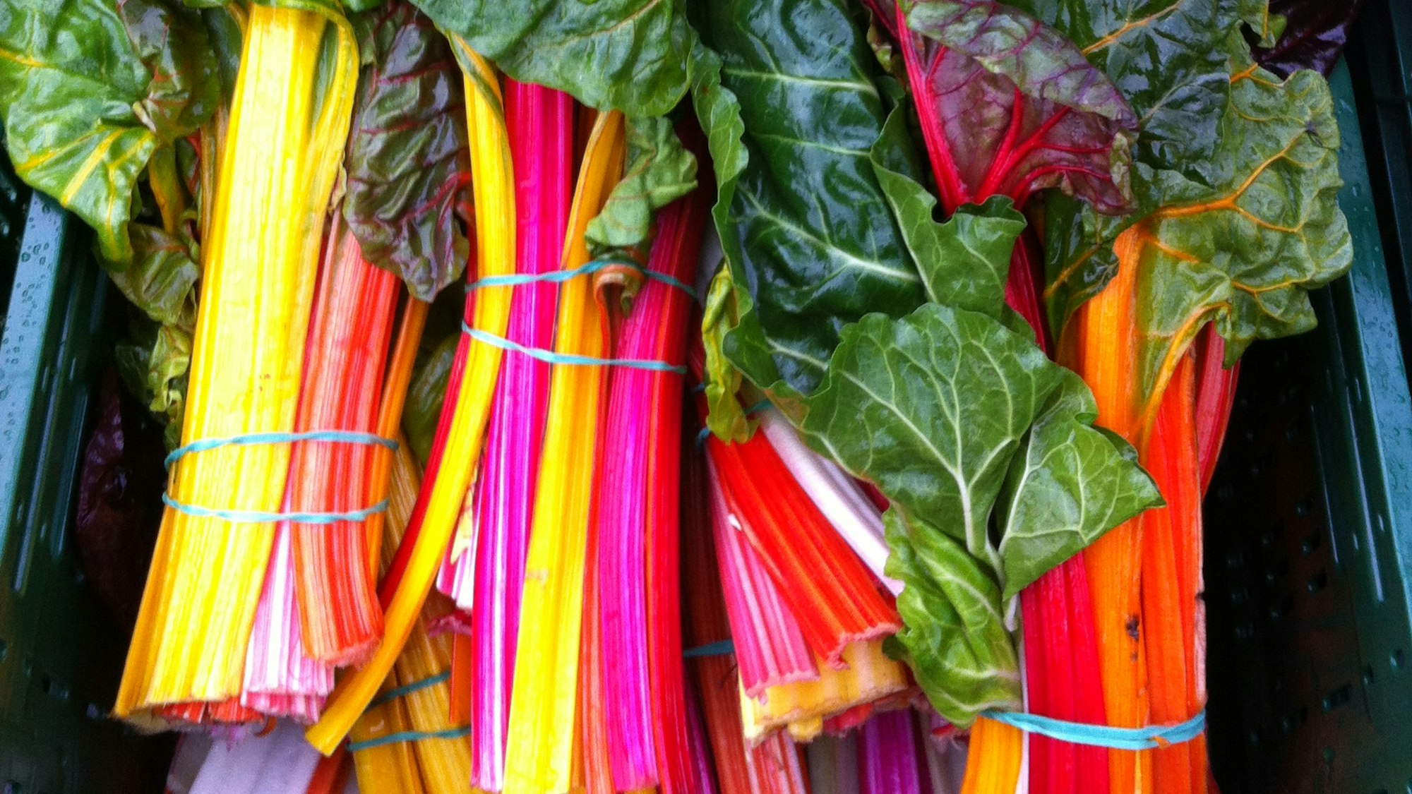 bunte Rhabarberstangen in einer Kiste
