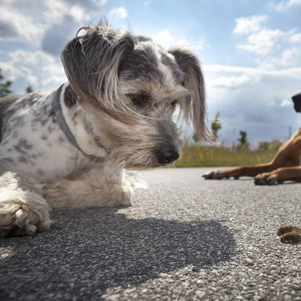 hund_raupe