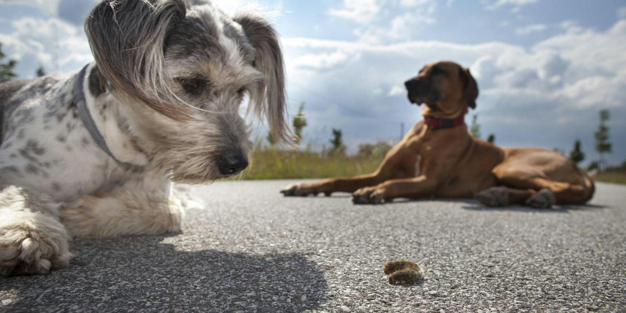 hund_raupe