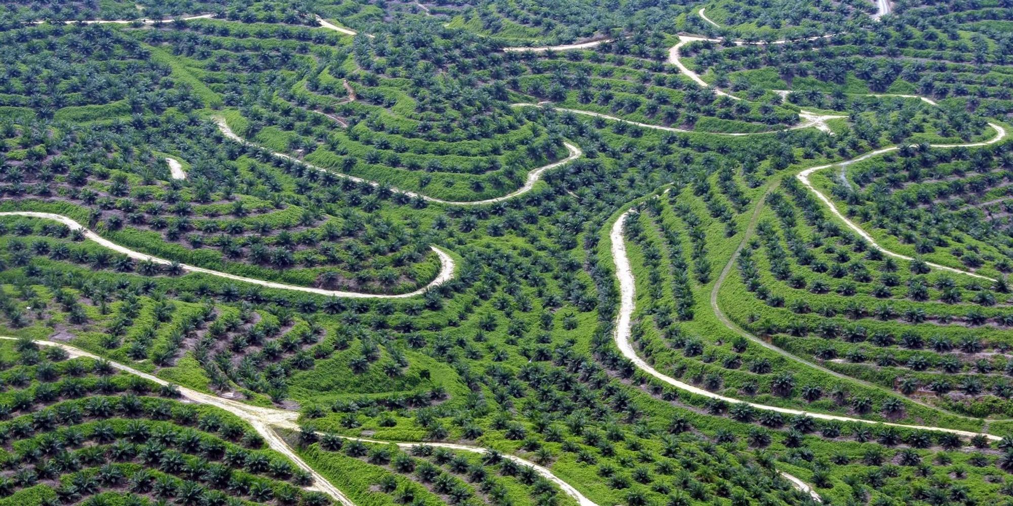 Palmölplantage Indonesien