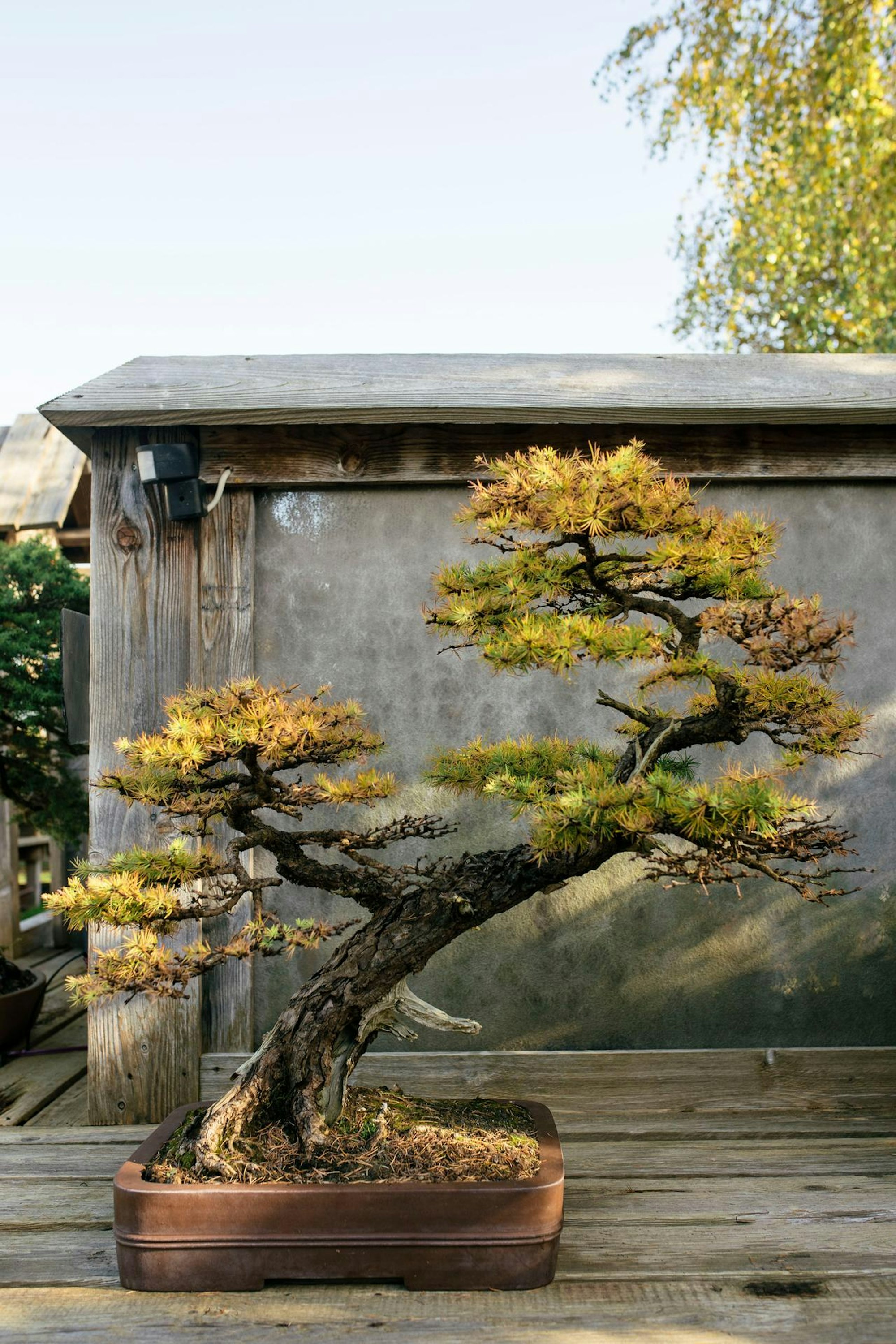 20171030_Bonsai_Museum-0696