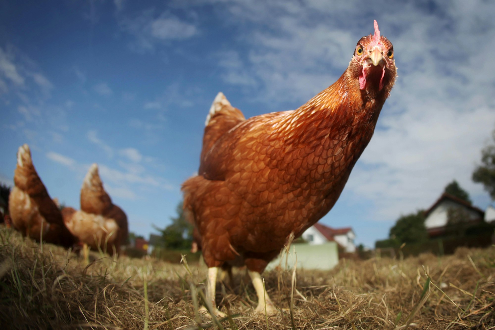 dpa Huhn Bauernhof 310816