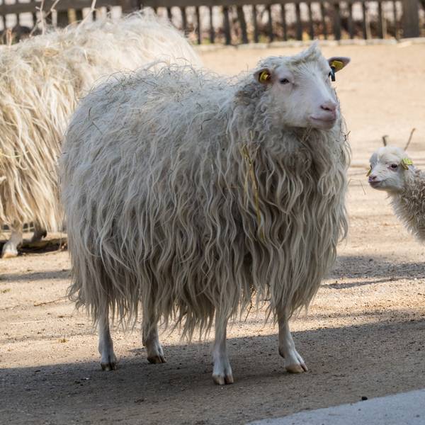 Hennes-Kind